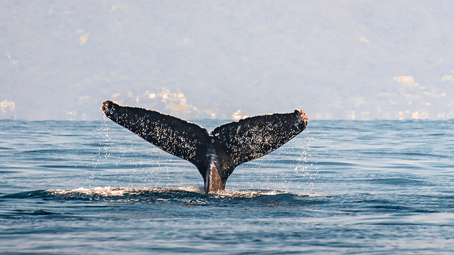 Miles Away from Home, Wayward Whale Shows up at Canada’s River