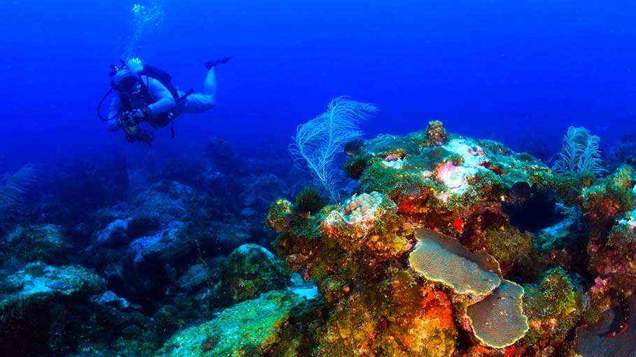 Florida: A Race Against Time to Save Coral Reef from Mysterious Disease