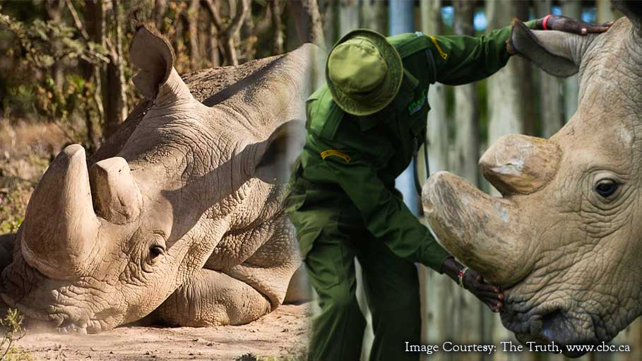 The Last Male White Rhino was Euthanized in Kenya Due to Age Related Complications