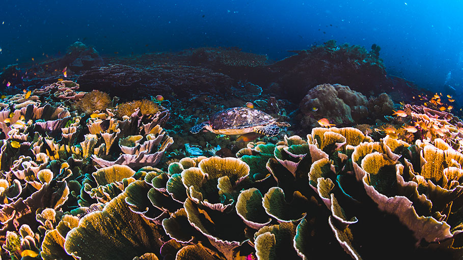 Researchers are Restoring Coral Reefs by Broadcasting Healthy Reef Sound