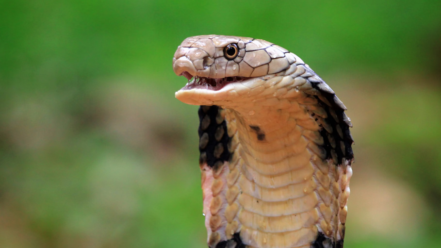 Kerala Man Who Hired Snakes to Kill Wife is Found Guilty by Court