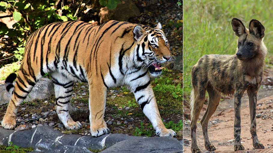 Tiger, Hyena Electrocuted in Madhya Pradesh's Panna Reserve
