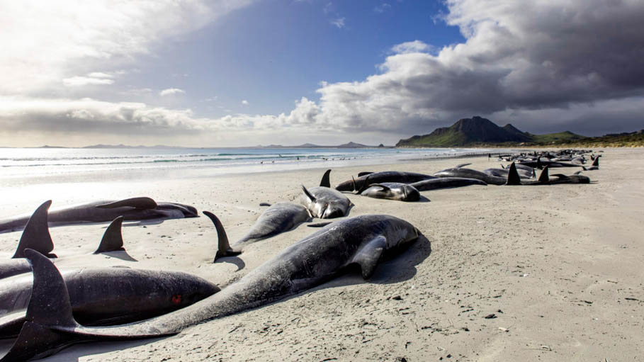 Efforts Are Underway to Save 46 Whales after 51 Beached in Australia