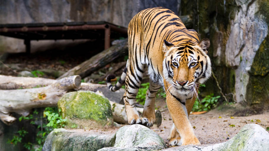 Eight Big Cats Tested Positive for Coronavirus in US