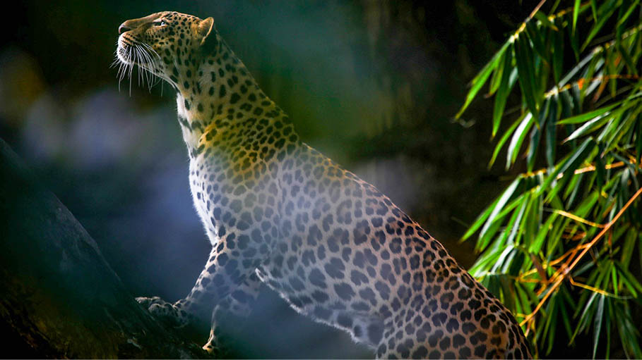 Leopard Enters Shop in Faridabad near Delhi, Rescued after 4 Hours