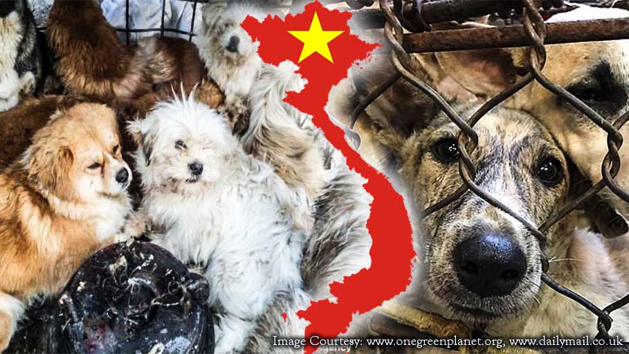 Illegal Dog Slaughterhouse Shut Down in China - Horrific Dog Meat Trade in Vietnam