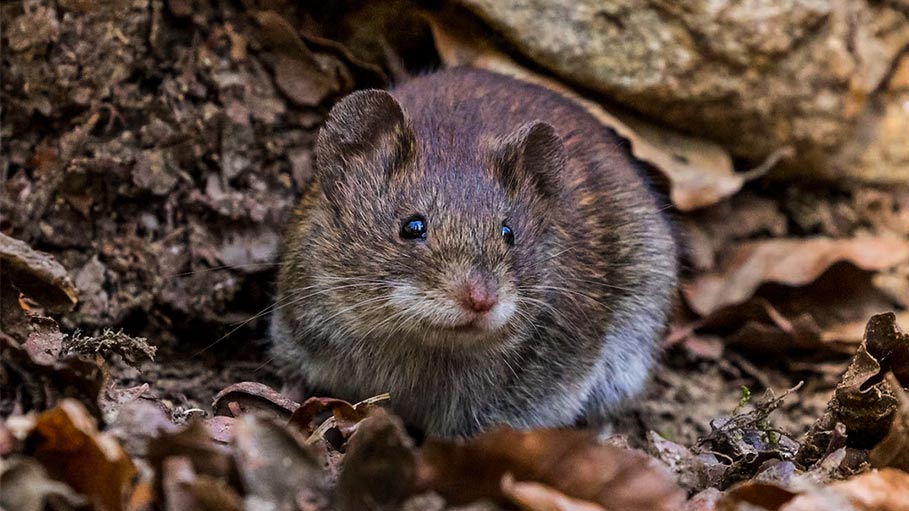 The World's Oldest Mouse is Named after 'Star Trek' actor Patrick Stewart