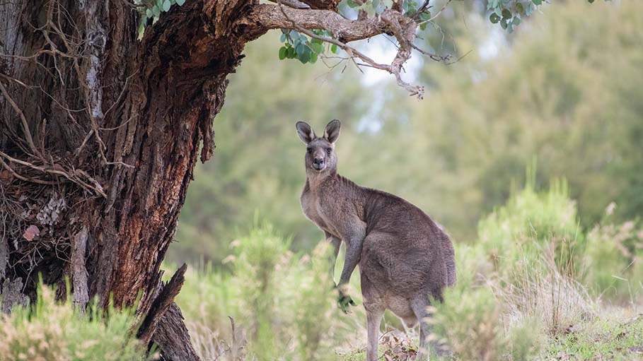 Kangaroo Kills 77-Year-Old Man Who Kept It as Pet: Australia