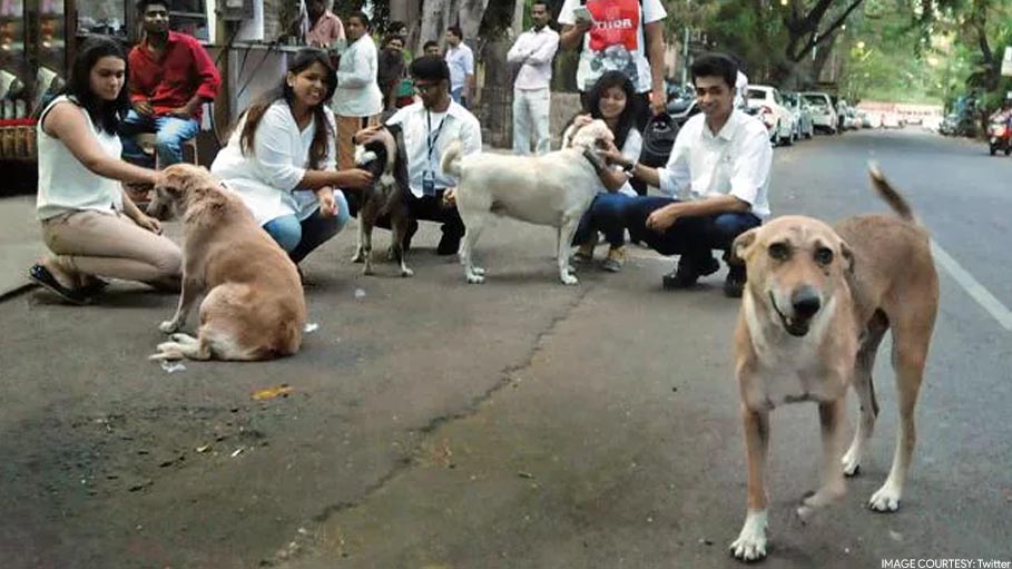 "Keeping Stray Dogs Does Not Mean...": Supreme Court Cautions Pet Owner