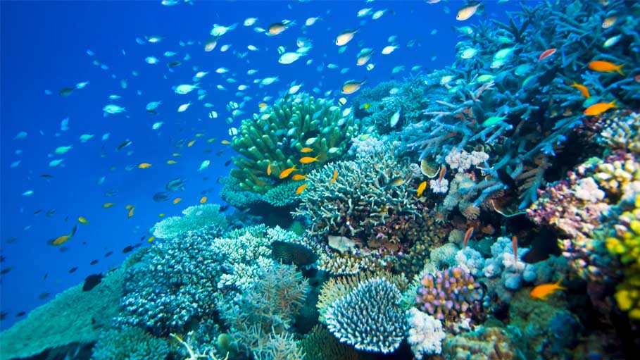 Australia: 91% of Great Barrier Reef Suffers Coral Bleaching Following Heatwave