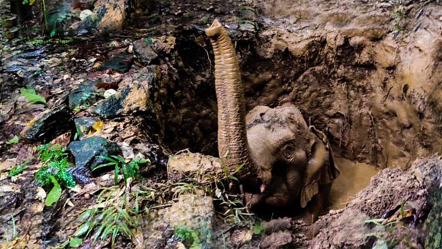 12-Year-Old Female Elephant Falls into Well, Dies: Odisha
