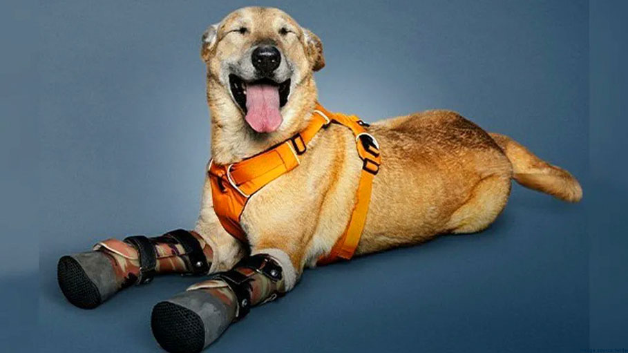 Dog Tortured by Drug Cartel Could Be ‘America's Favorite Pet’