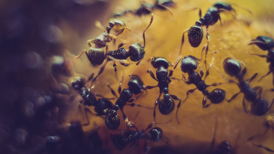 20,000,000,000,000,000 Ants Live on Earth