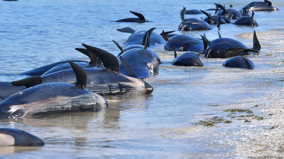 About 200 Whales Die after Being Stranded on Australia Beach