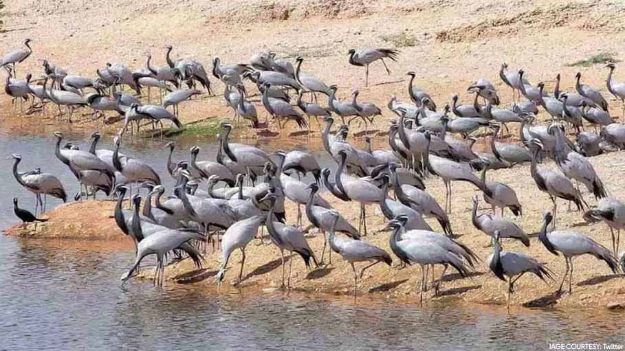 Over 1700 Migratory Birds Found Dead in Himachal’s Pong Dam Lake