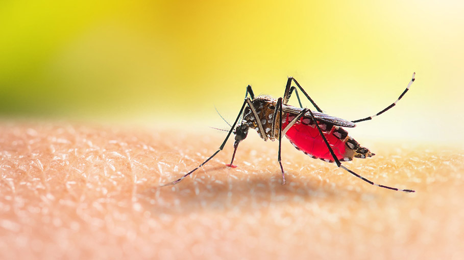 In Delhi, Dengue Cases Reach 2000, over 1200 in October