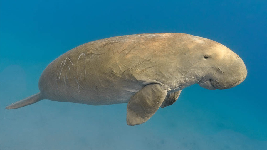 Marine Mammal Dugong Threatened with Extinction