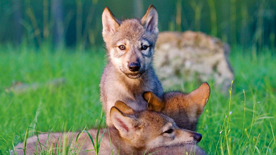 Global Wildlife Populations Have Sunk 69% Since 1970