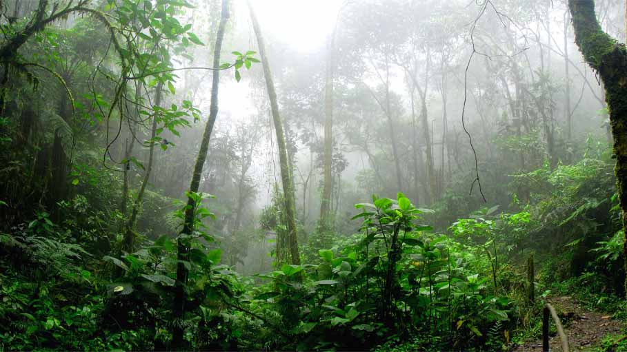 Deforestation in Amazon Rainforest Fell by over 66% Last Month