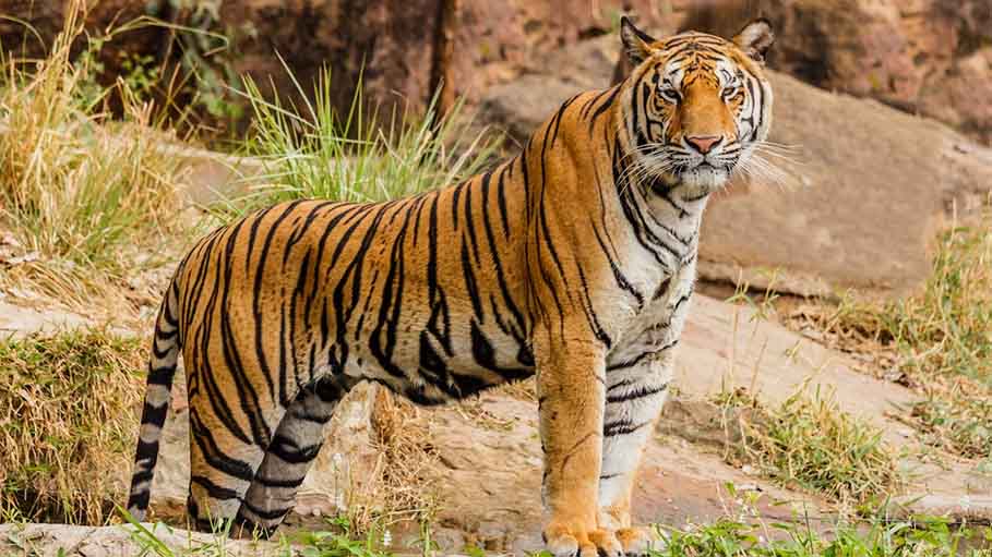 UP Government Gives Nod to Bundelkhand's First Tiger Reserve