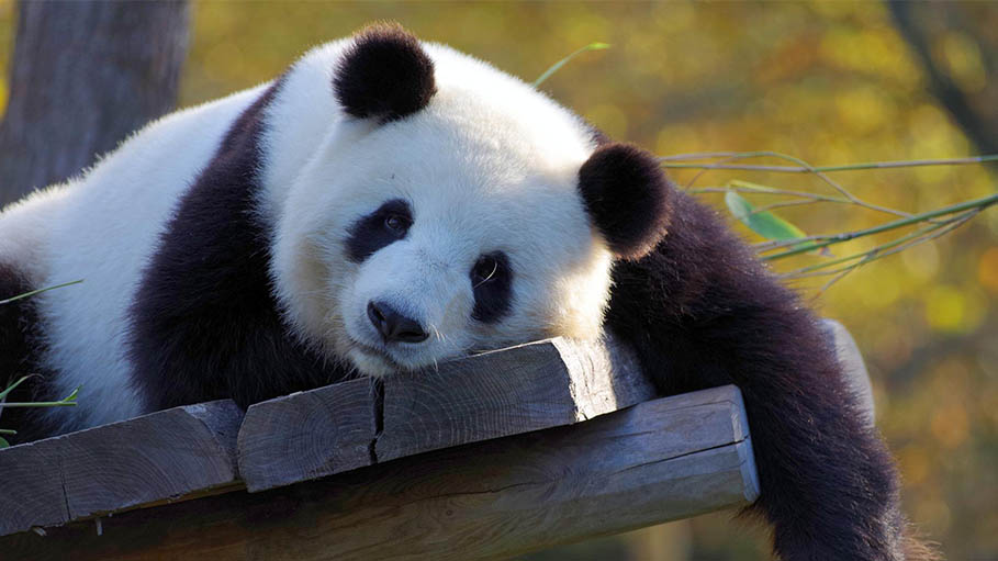 Hong Kong: World's Oldest Male Giant Panda, An An, Dies at The Age of 35