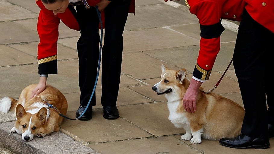 Demand for Corgi Dogs Hit New High after Queen's Death