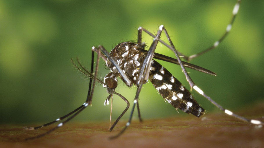 Dengue Outbreak: 6 Effective Tips to Avoid Dengue Fever