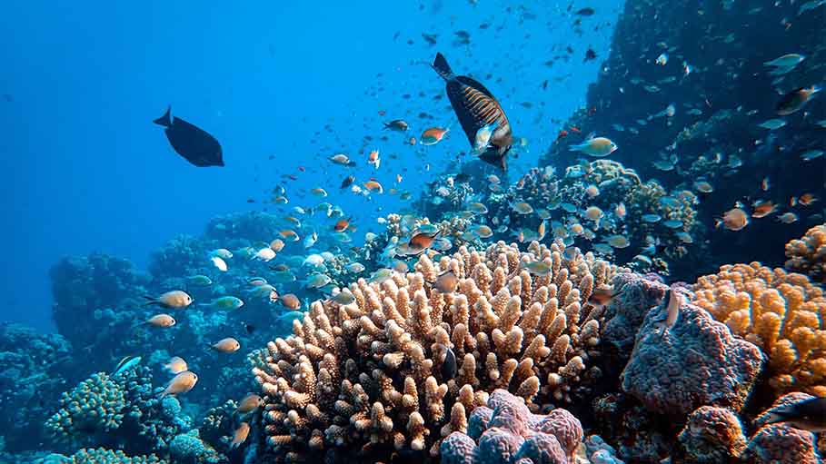 Australia's Great Barrier Reef Show Highest Coral Cover in 36 Years