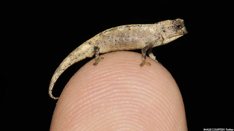 Scientists Identified Earth's Smallest Reptile in Madagascar