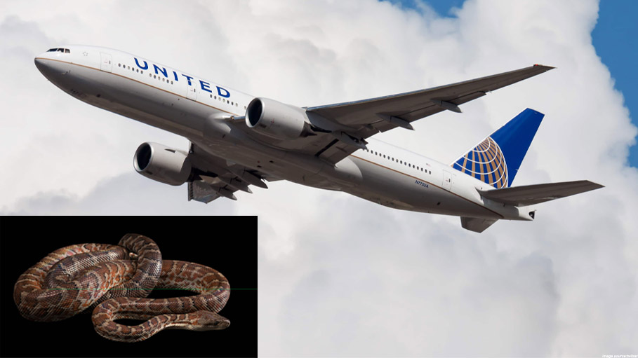 Snake Spotted in US Plane, Business Class Passengers Panic