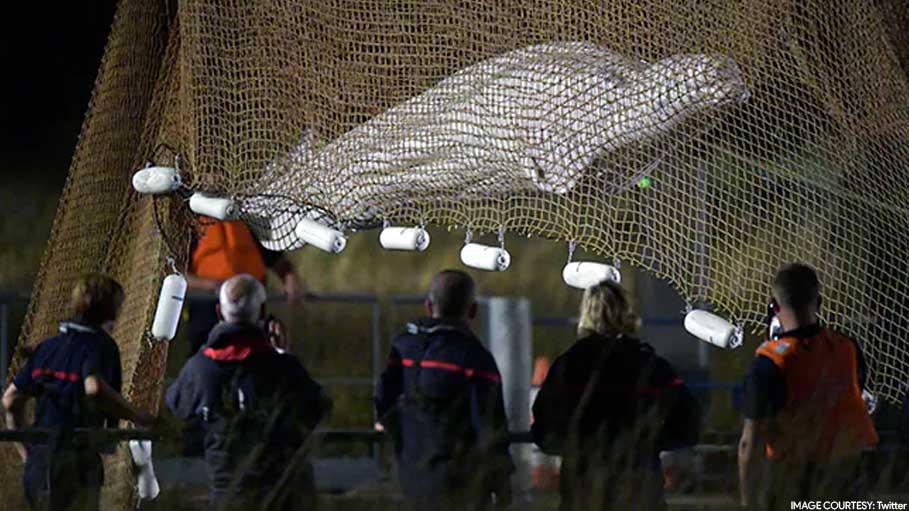 Huge Beluga Whale Stranded in French River Rescued