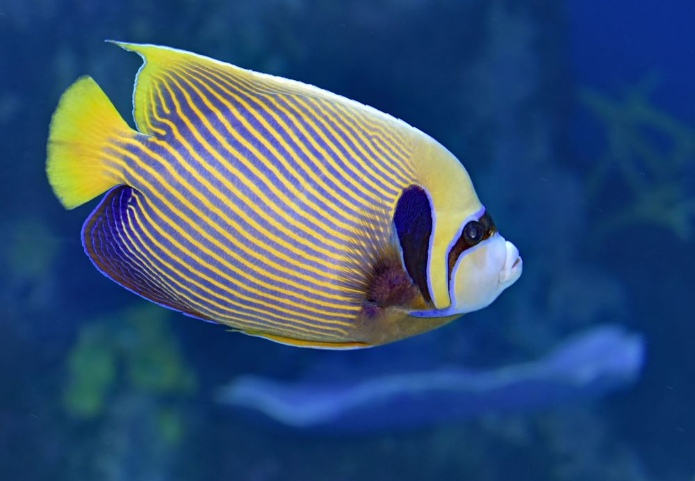 angelfish popular types of pet fish