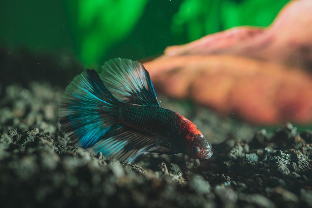 betta popular types of pet fish