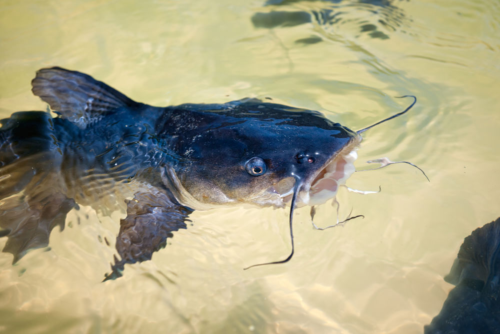 catfish popular types of pet fish