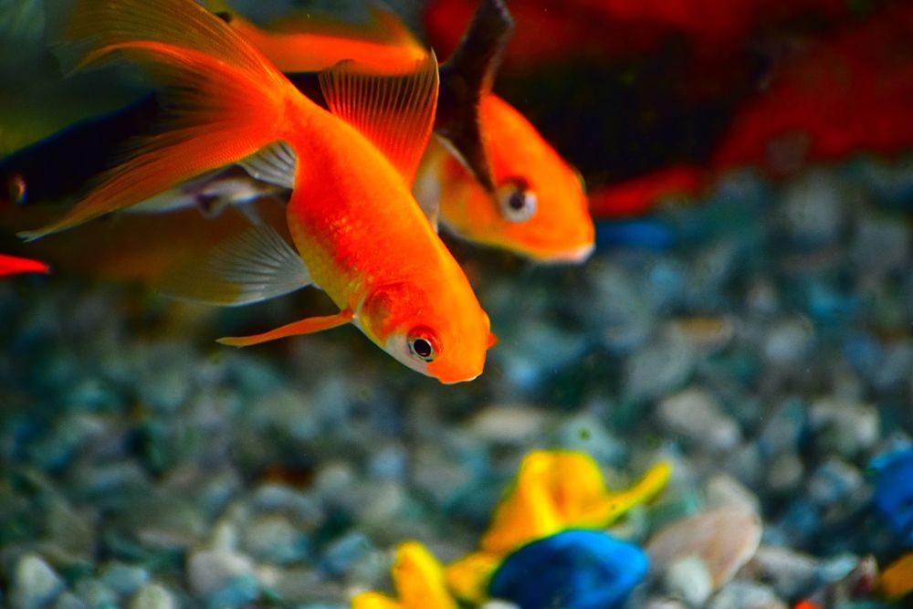 goldfish popular types of pet fish