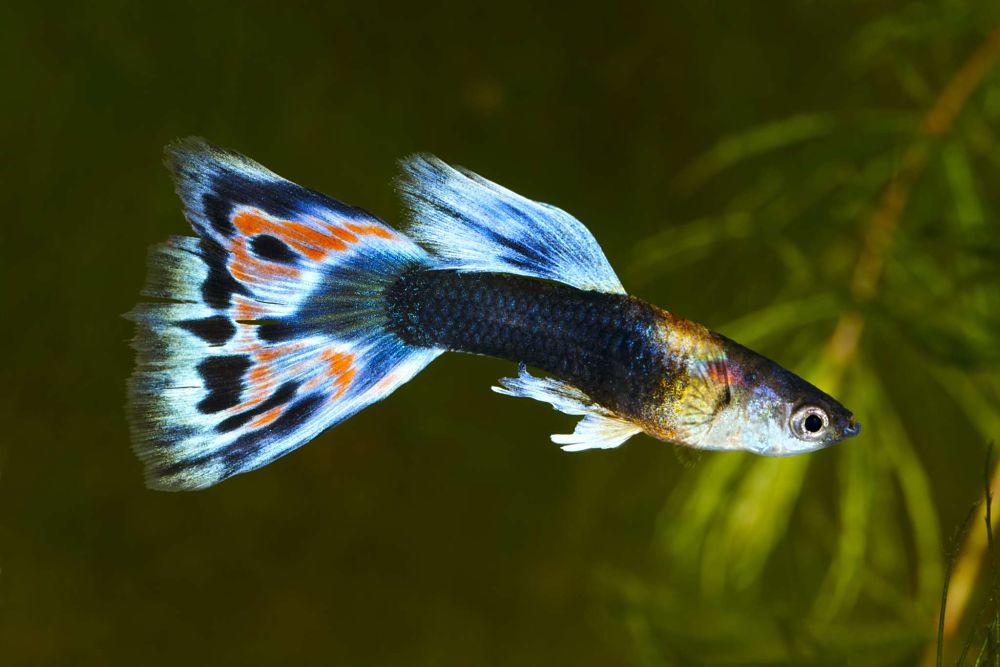 guppies popular types of pet fish