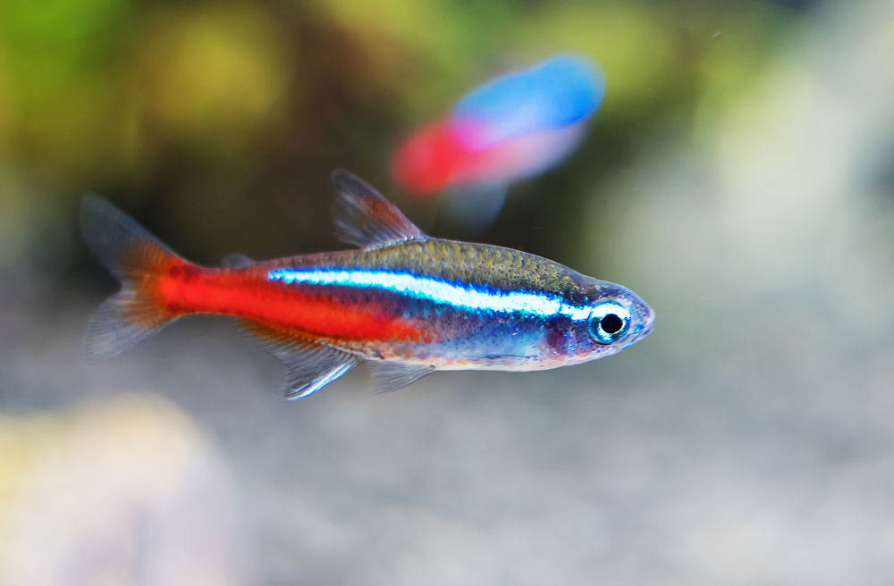 neon tantra popular types of pet fish