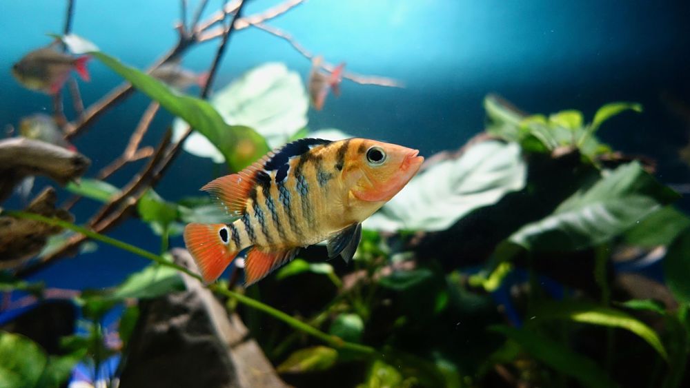 popular types of pet fish