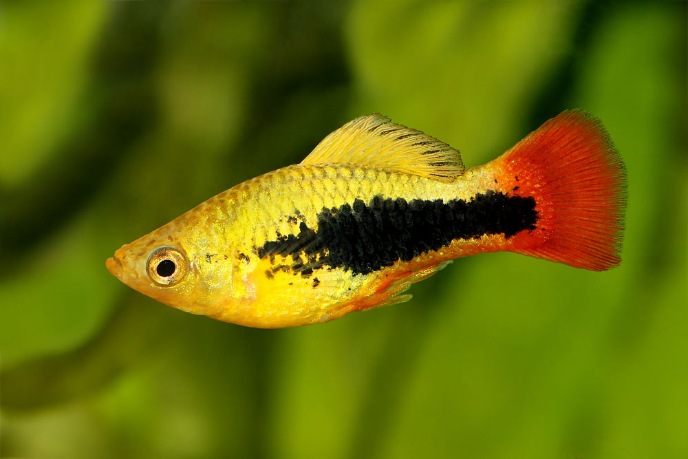 platies popular types of pet fish