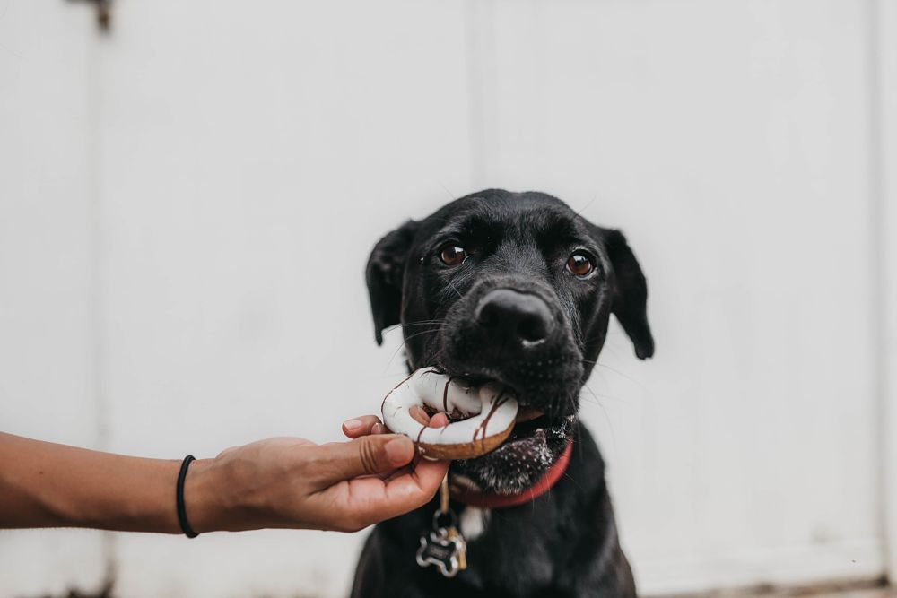 pet obesity prevention