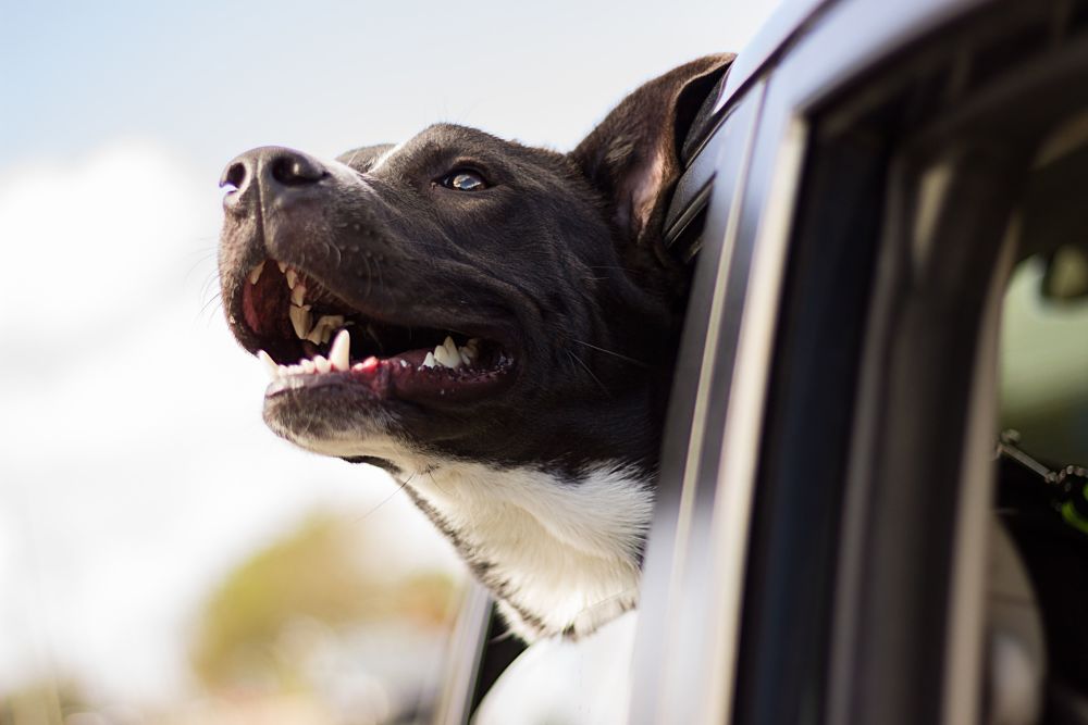 dog riding in car