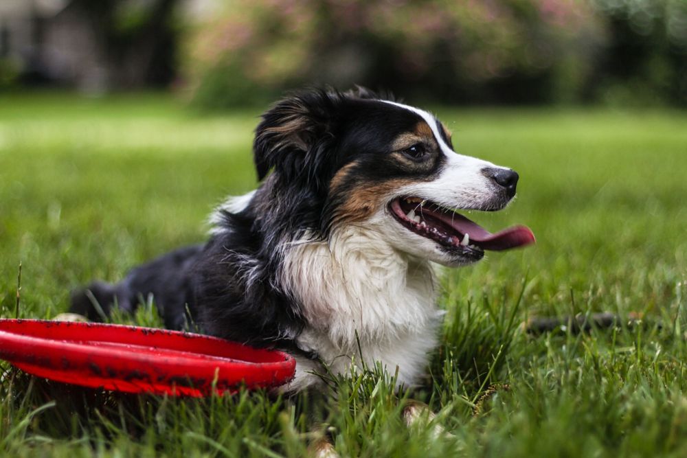 dog with frisbee