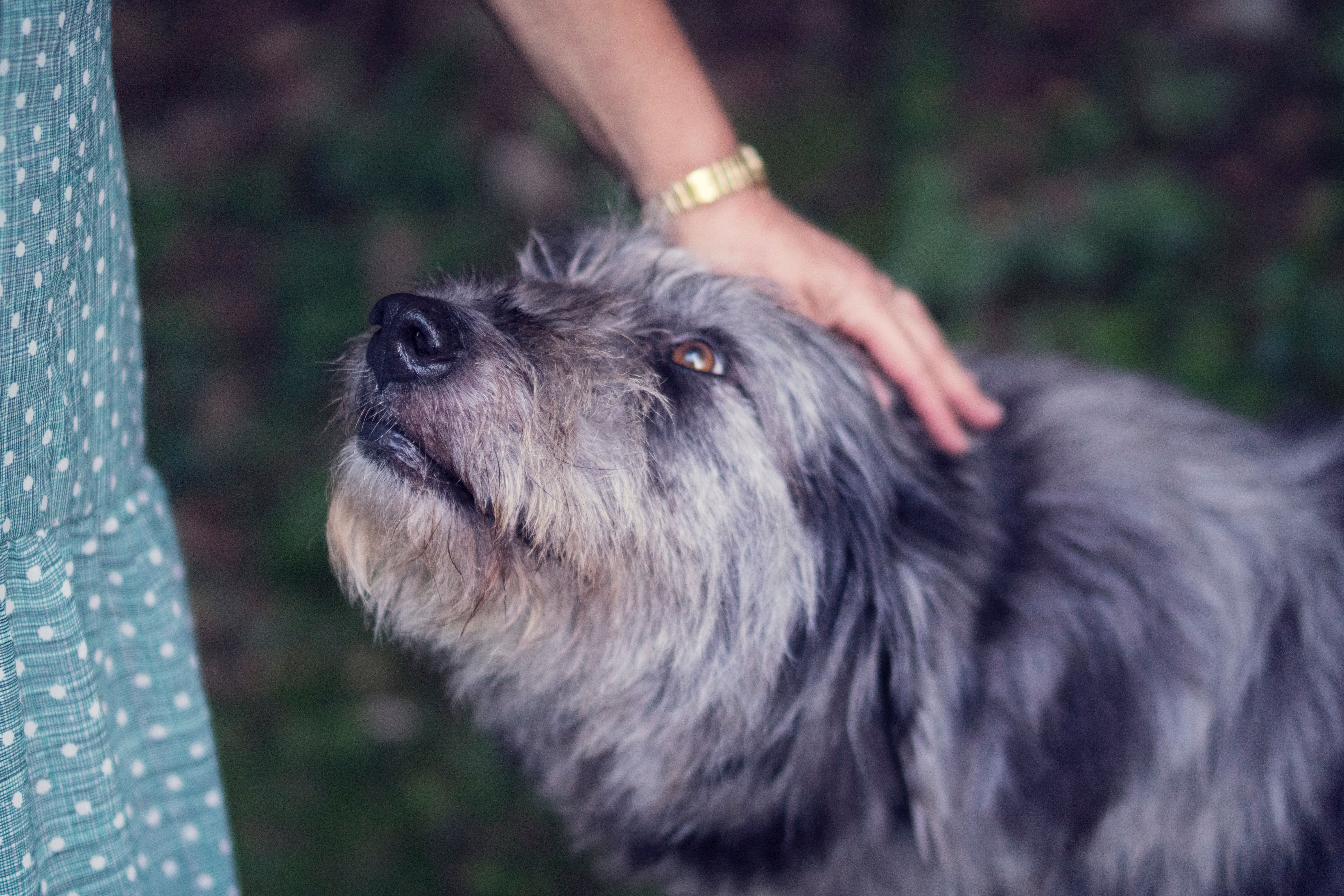 dog getting scratched