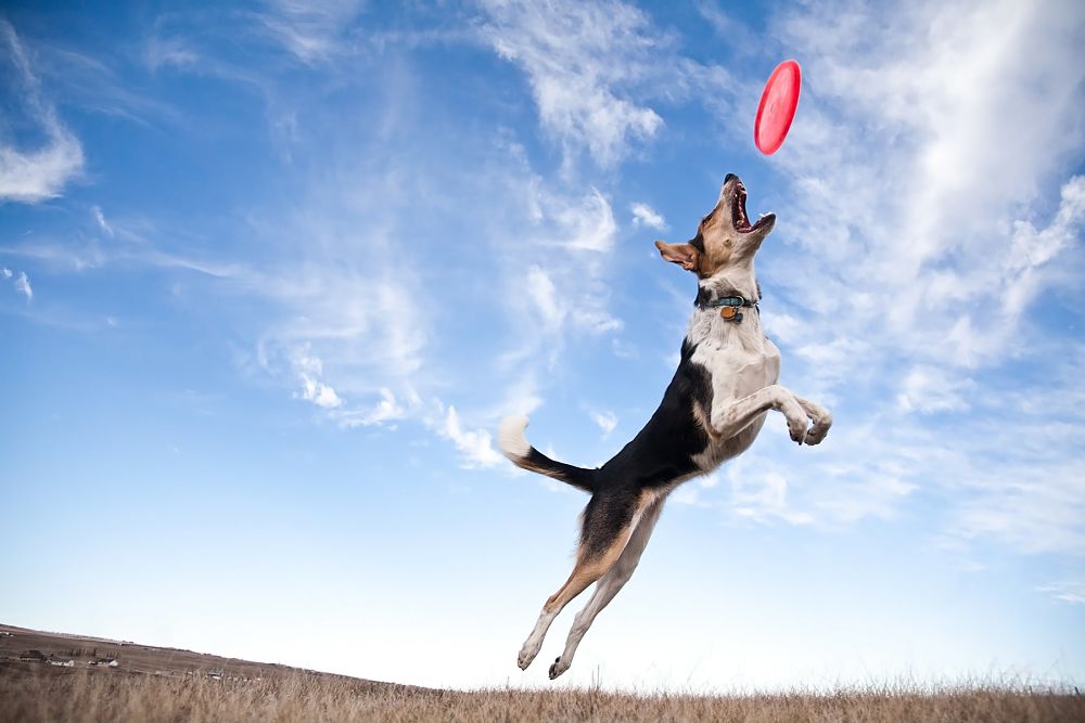 games for dogs frisbee