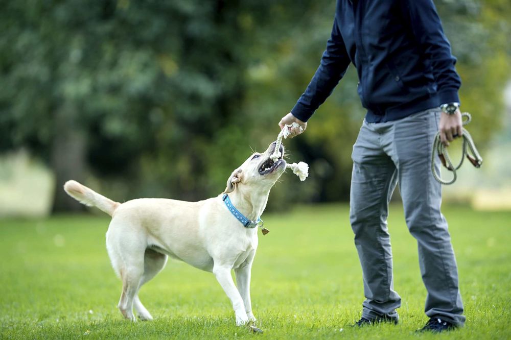 games for dogs tug of war