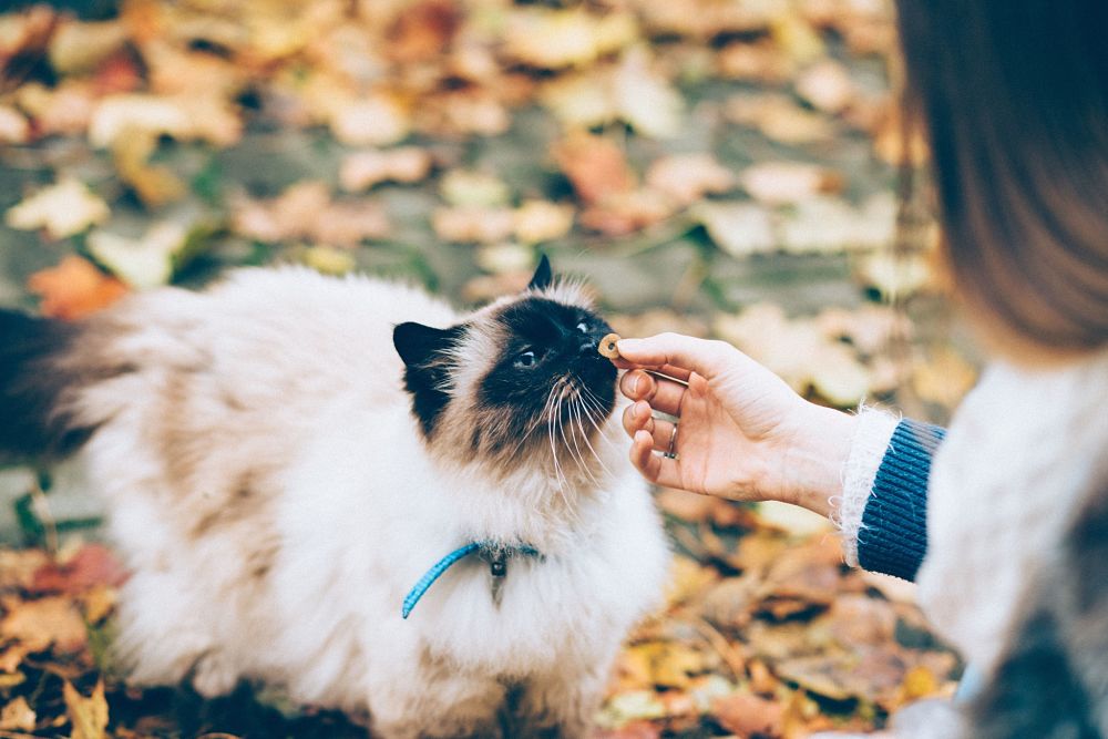 birman playing in the leaves