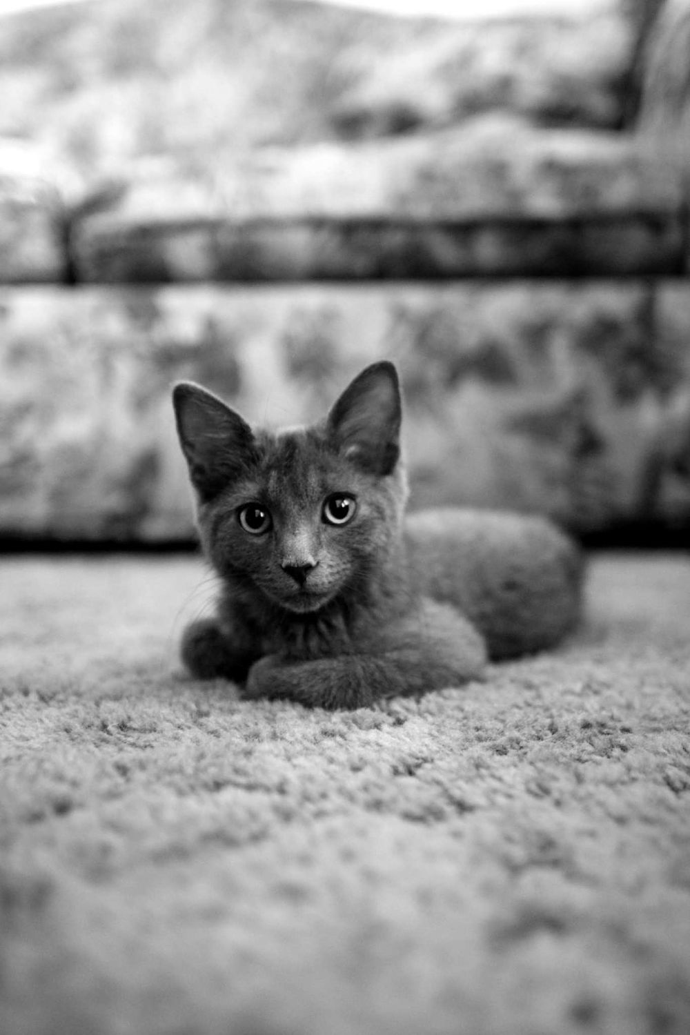 black and white burmese