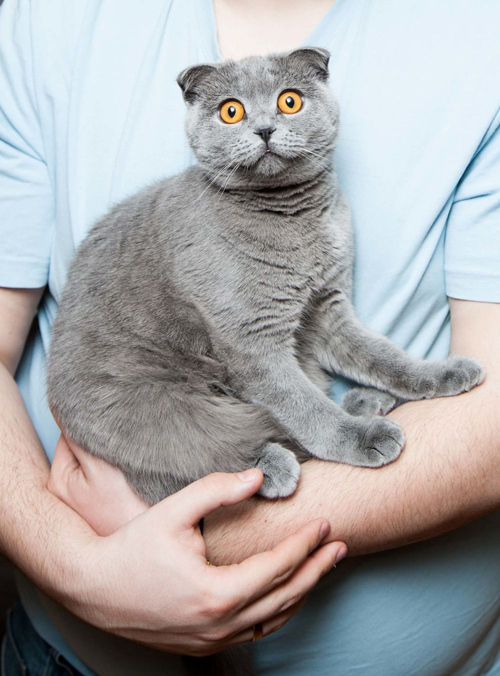 grey scottish fold