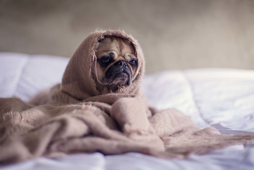 pug in bed