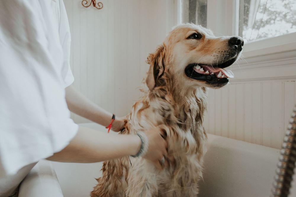 dog getting washed